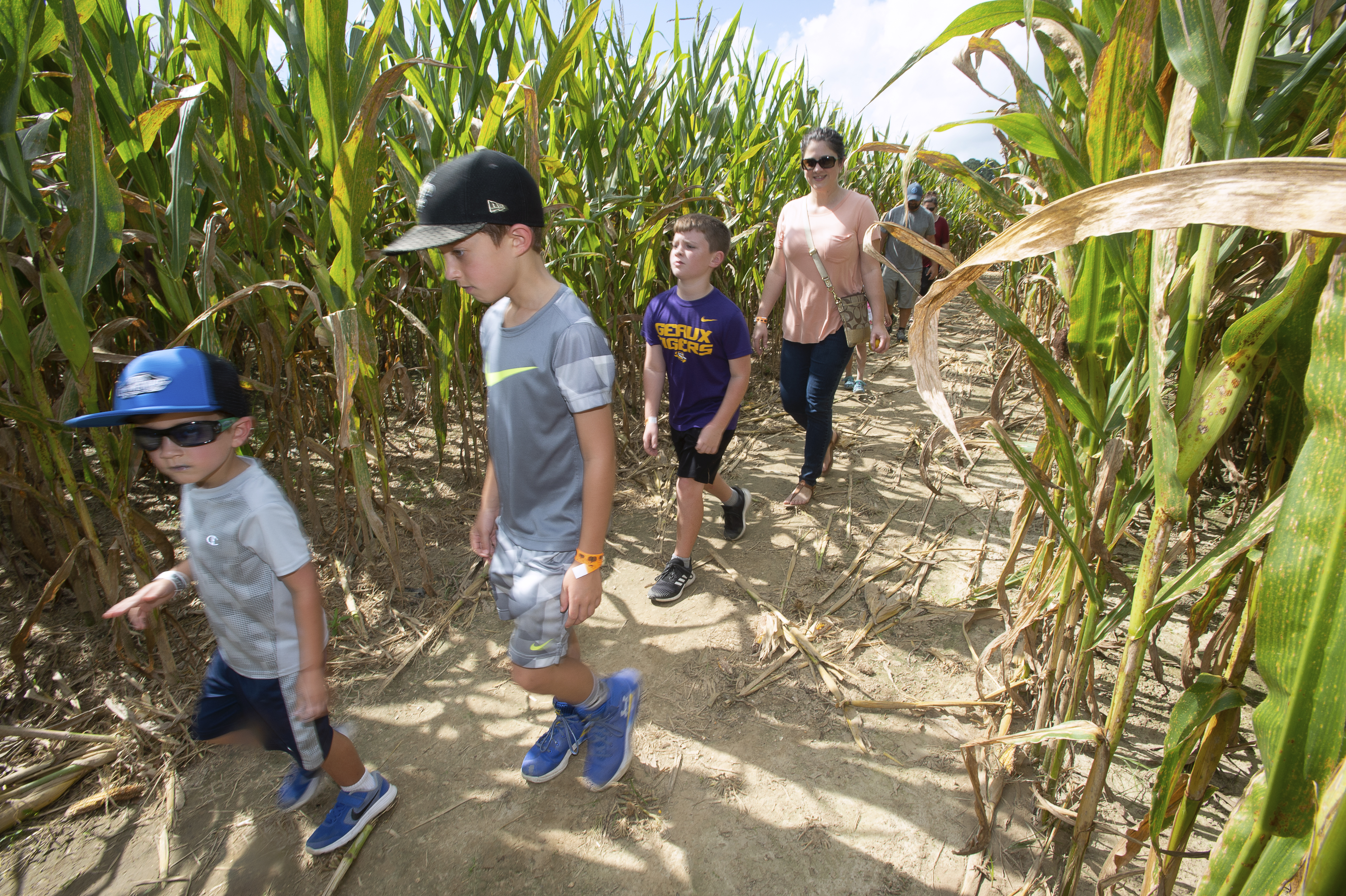 Corn maze set for October Saturdays at Botanic Gardens at Burden 